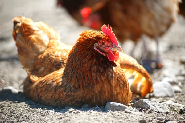 Galinhas na tradicional fazenda de aves de capoeira ao ar livre — Fotografia de Stock