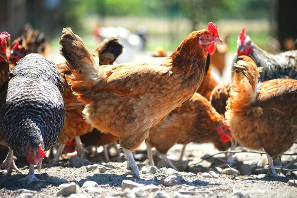 Poulets dans une ferme avicole traditionnelle en plein air — Photo