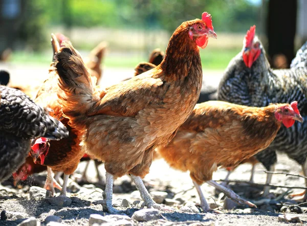 Galinhas na tradicional fazenda de aves de capoeira ao ar livre — Fotografia de Stock