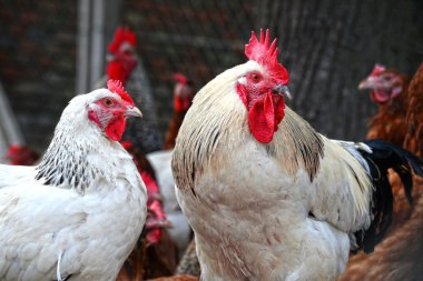 Geleneksel tavuk çiftliğinde tavuklar