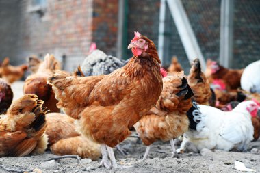 Geleneksel tavuk çiftliğinde tavuklar
