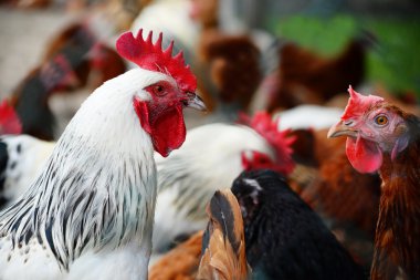 Geleneksel tavuk çiftliğinde tavuklar