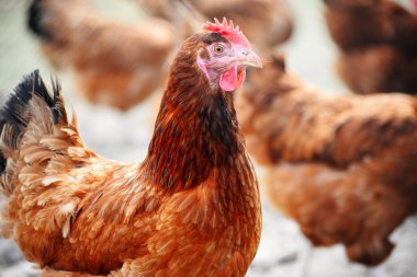 Geleneksel tavuk çiftliğinde tavuklar