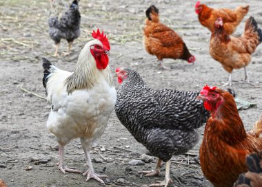 Geleneksel tavuk çiftliğinde tavuklar