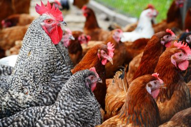 Geleneksel tavuk çiftliğinde tavuklar