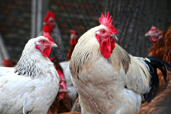 Chickens on traditional free range poultry farm