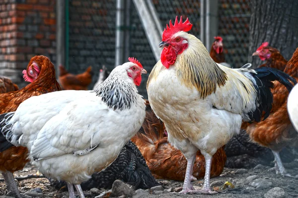 Galinhas na tradicional fazenda de aves de capoeira ao ar livre — Fotografia de Stock