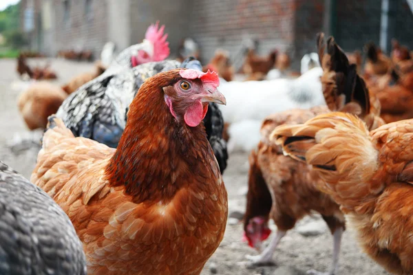 Kurczęta w tradycyjnej hodowli drobiu na wolnym wybiegu — Zdjęcie stockowe