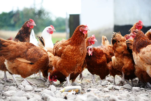传统自由放养家禽农场的鸡 — 图库照片