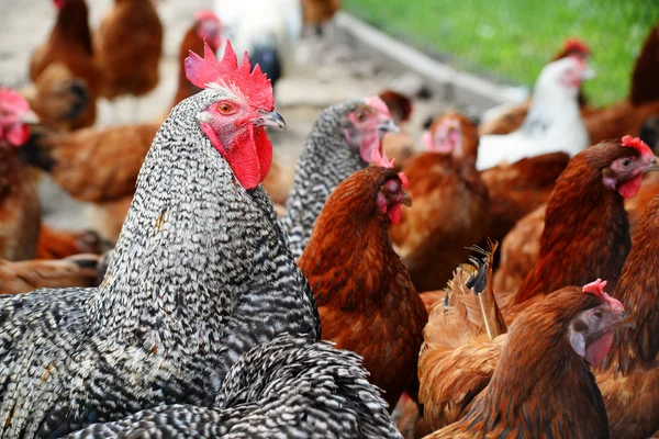 Κοτόπουλα σε παραδοσιακό αγρόκτημα πουλερικών ελεύθερης βοσκής — Φωτογραφία Αρχείου