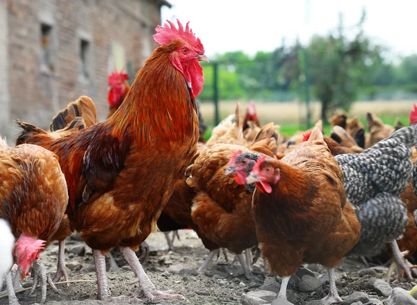 Kur domácí na tradiční drůbeží farmě ve volném výběhu — Stock fotografie