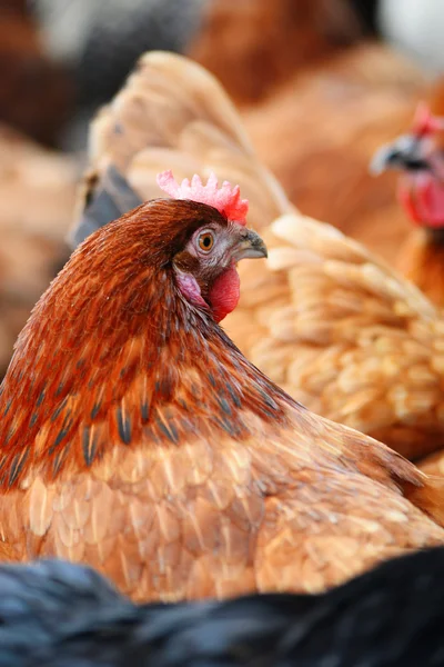 Poulets dans une ferme avicole traditionnelle en plein air — Photo