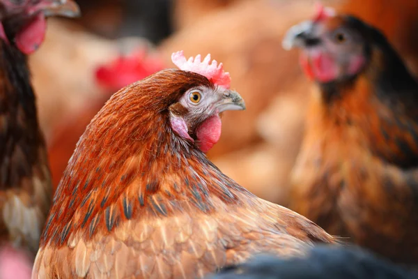 Galinhas na tradicional fazenda de aves de capoeira ao ar livre — Fotografia de Stock