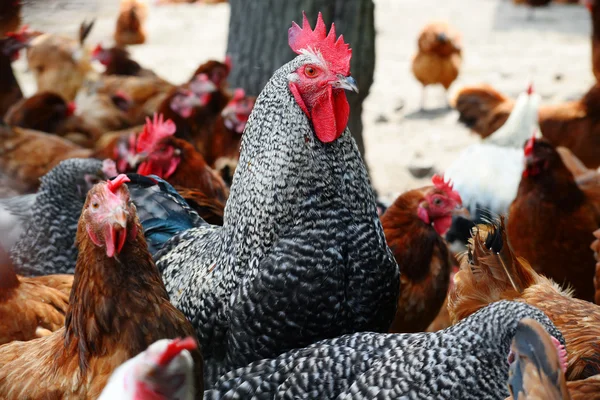 Geleneksel tavuk çiftliğinde tavuklar — Stok fotoğraf