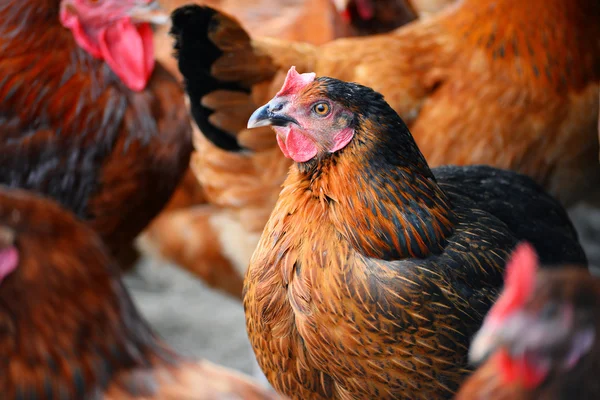 Galinhas na tradicional fazenda de aves de capoeira ao ar livre — Fotografia de Stock