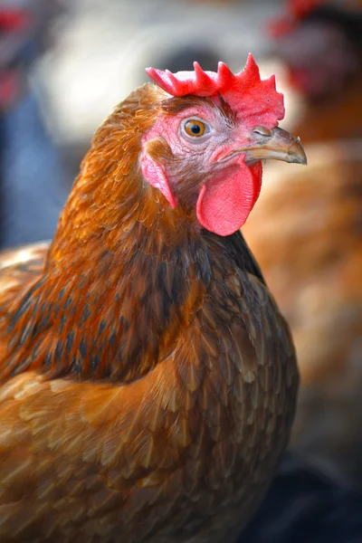 Pollos en granja de aves de corral tradicional — Foto de Stock