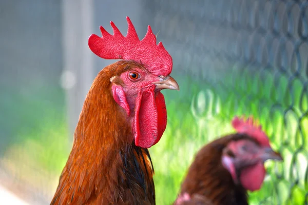 Rooster on free range poultry farm — Stock Photo, Image