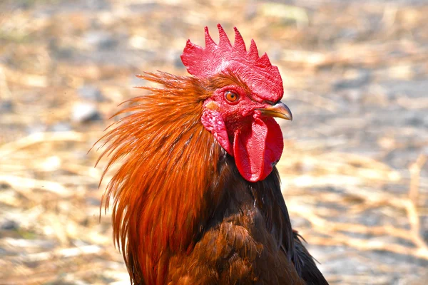 Rooster on free range poultry farm — Stock Photo, Image