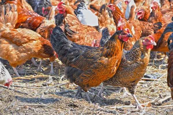 Pollos en granja de aves de corral tradicional —  Fotos de Stock