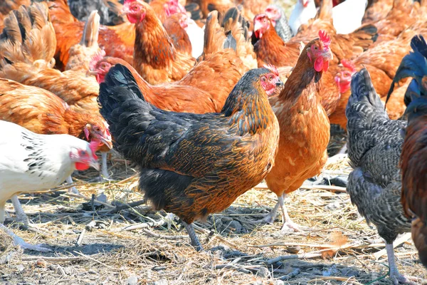 Galinhas na tradicional fazenda de aves de capoeira ao ar livre — Fotografia de Stock