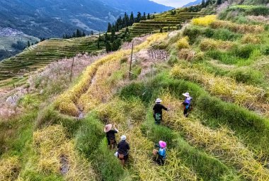 Hasat sırasında pirinç tarlasında çiftçiler. Jiabang Rice Terasları Çin 'in Guizhou eyaletinin Congjiang ilçesine bağlı.