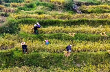 Hasat sırasında pirinç tarlasında çiftçiler. Jiabang Rice Terasları Çin 'in Guizhou eyaletinin Congjiang ilçesine bağlı.