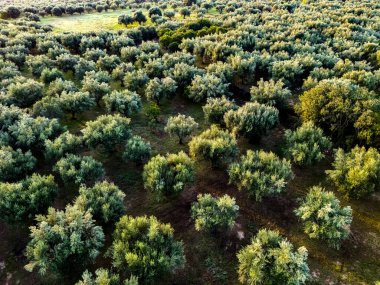 Yunanistan 'ın güneyindeki Kalamaki yakınlarındaki Acroyali köyünde zeytin ekimi