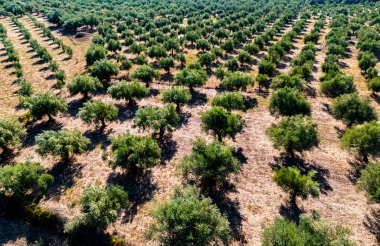 Yunanistan 'ın güneyindeki Kalamaki yakınlarındaki Acroyali köyünde zeytin ekimi