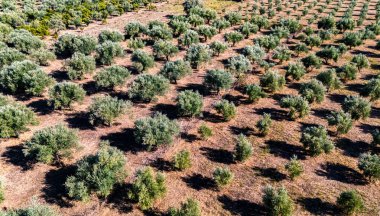 Yunanistan 'ın güneyindeki Kalamaki yakınlarındaki Acroyali köyünde zeytin ekimi