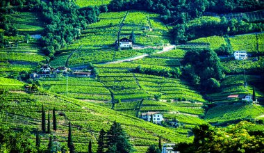 Kuzey İtalya 'daki Trentino-South Tyrol' un tarım manzarası.
