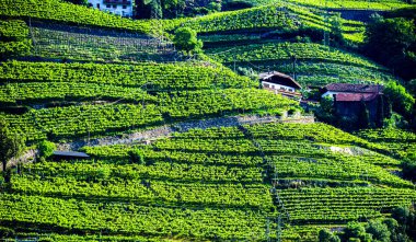Kuzey İtalya 'daki Trentino-South Tyrol' un tarım manzarası.