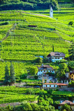 Kuzey İtalya 'daki Trentino-South Tyrol' un tarım manzarası.