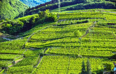 Kuzey İtalya 'daki Trentino-South Tyrol' un tarım manzarası.