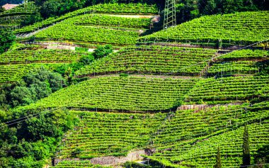 Kuzey İtalya 'daki Trentino-South Tyrol' un tarım manzarası.