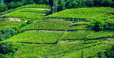 Kuzey İtalya 'daki Trentino-South Tyrol' un tarım manzarası.
