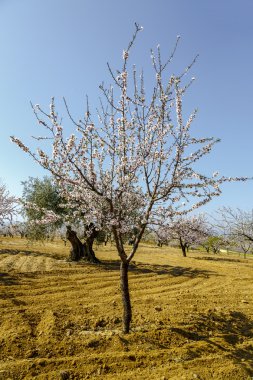kiraz çiçeği renkli 