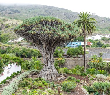 Drago Milenario, dracaena draco, Tenerife İspanya