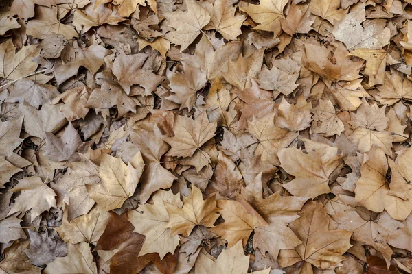 Autumn leaves background texture. Maple Leaf Type — Stock Photo, Image