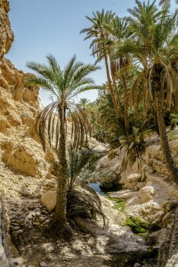 오아시스 chebika 사하라 사막, 튀니지, 아프리카