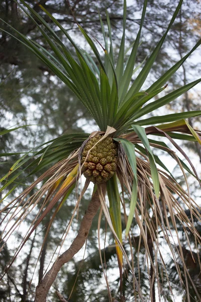 Grüne Früchte am Baum — Stockfoto