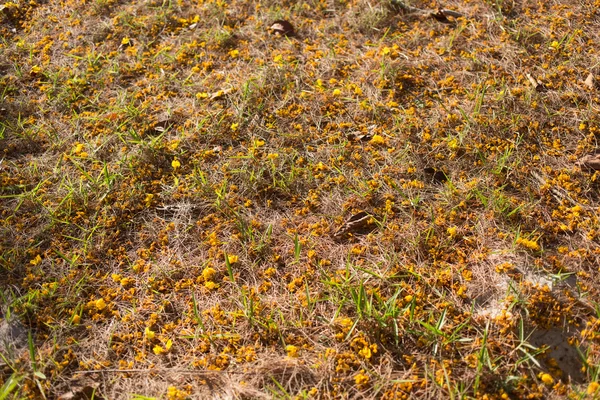 黄色的花落在沙滩上 — 图库照片