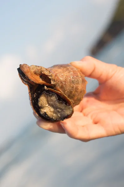 Live Shellfish on hand — Stock Photo, Image