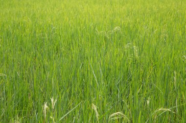 Pirinç alan - pirinç ana Asya ülkesi için besindir