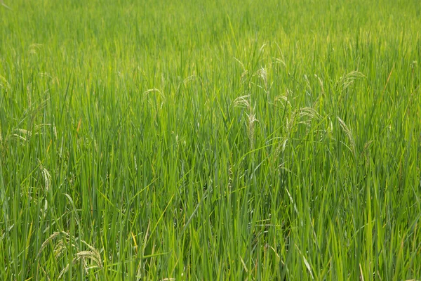 Campo de arroz: el arroz es el principal alimento para el país asiático — Foto de Stock