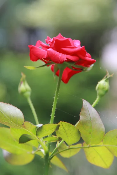 Rosa vermelha na natureza — Fotografia de Stock