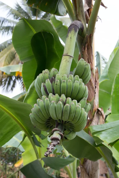 Plátano en el árbol —  Fotos de Stock