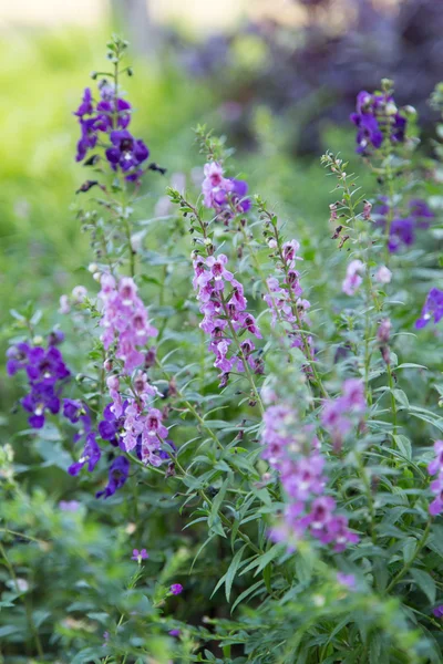 Красивый фиолетовый цветок в саду природы — стоковое фото