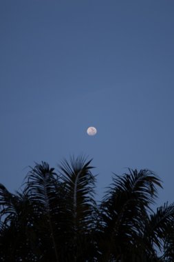 Dolunay Hindistan cevizi ağacı yukarıda