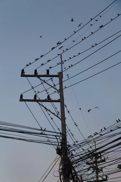 多くの鳥が電線に — ストック写真