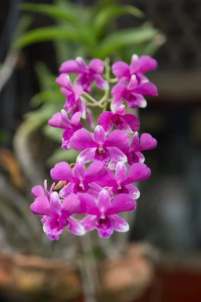 Różowy fiołek Orchid — Zdjęcie stockowe